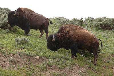 Tatanka